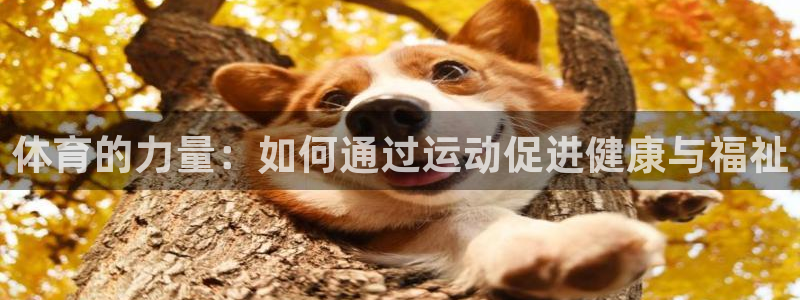 必一运动：体育的力量：如何通过运动促进健康与福祉